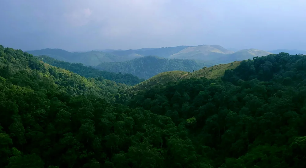 Wild Planet Wayanad