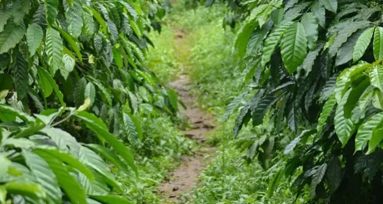 Nature & Plantation Walks Amidst Evergreen Forests