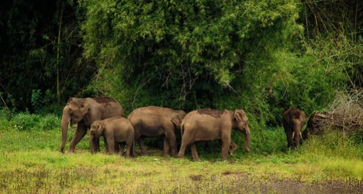 Tholpetty Wildlife Sanctuary