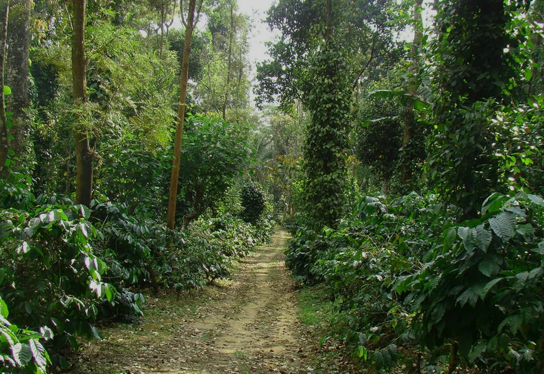 Nature & Plantation Walks Amidst Evergreen Forests