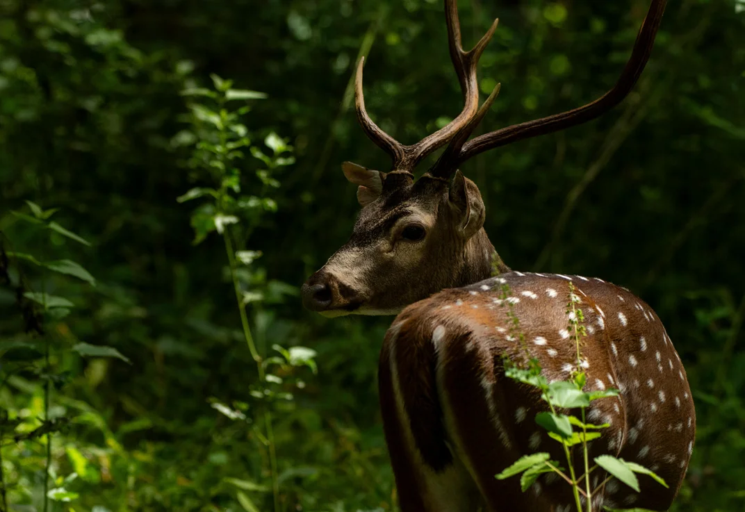 Wayanad Wildlife Sanctuary