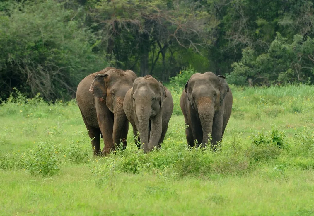 Tholpetty Wildlife Sanctuary